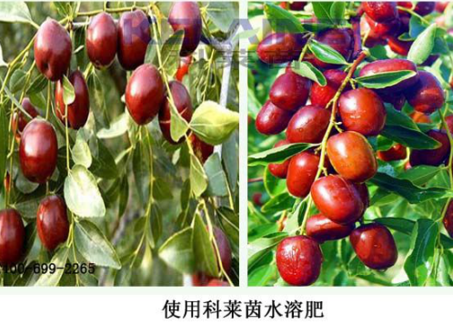 使用科萊茵水溶肥后的大棗效果展示！