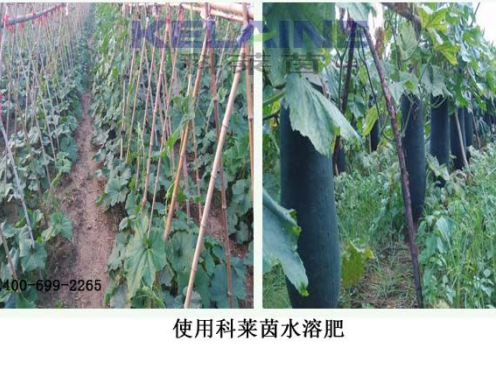 使用科萊茵水溶肥后的冬瓜效果展示！