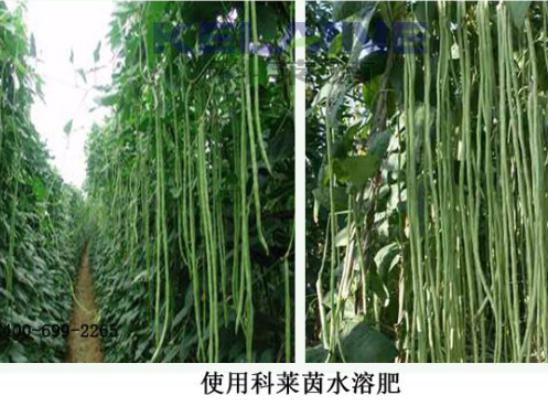 使用科萊茵水溶肥后的豆角效果展示！