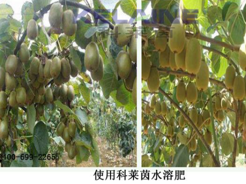 使用科萊茵水溶肥后的獼猴桃效果展示！