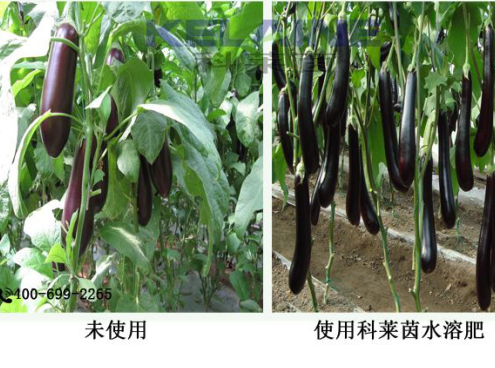 使用科萊茵水溶肥前后的茄子對比圖！
