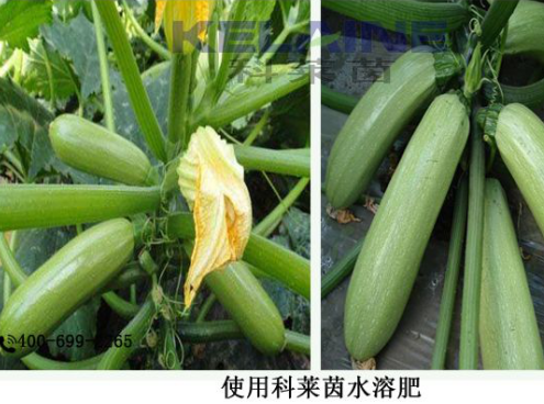 使用科萊茵水溶肥后的西葫蘆效果展示！
