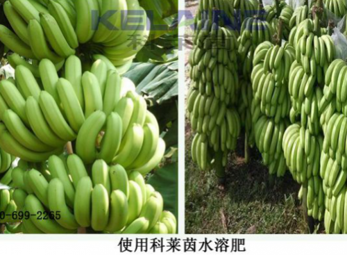 使用科萊茵水溶肥后的香蕉效果展示！