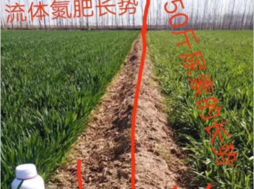 使用科萊茵聚合流體氮水溶肥后的小麥效果展示！