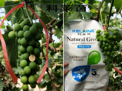 使用科萊茵水溶肥前后的葡萄對比圖！