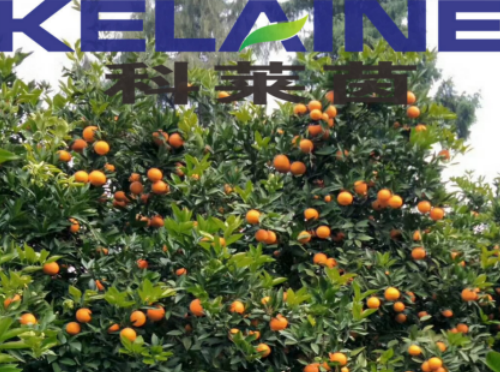 使用科萊茵水溶肥后的柑橘效果展示！