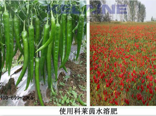 使用科萊茵水溶肥后的辣椒效果展示！